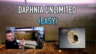 How I Raise Daphnia Water Fleas And You Can Too [upl. by Gervais]