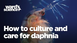 Caring and Culturing for Daphnia [upl. by Ly]