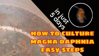 How to Culture Magna Daphnia Easily [upl. by Egnalos]