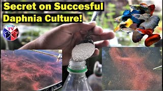 How to Culture Daphnia Successfully [upl. by Goldie216]