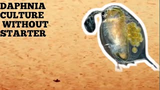 HOW TO CULTURE DAPHNIA NATURALLY WITHOUT A STARTER [upl. by Gnilsia]