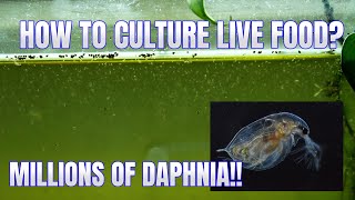 How to Culture Daphnia Secret Method to Breed MILLIONS  Simply Aquatic [upl. by Eelame659]