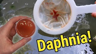 How I Culture Daphnia In Outdoor Tubs [upl. by Trager150]