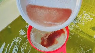 How to culture daphnia  Daphnia culture  How to grow daphnia outdoor [upl. by Ciaphus]