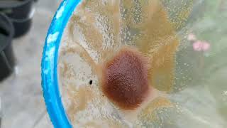 How to culture daphnia moina in a small container Part 1 English Subtitle [upl. by Season]