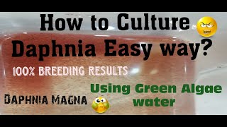 Daphnia MagnaHow to Culture Daphnia Easy wayCulturing Daphnia using Green water Daphnia [upl. by Ursel]