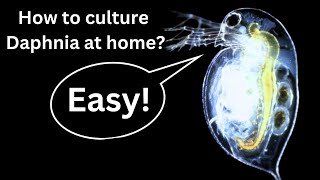 BEST Live Fish Food Beginner guide How to Culture Daphnia at home [upl. by Oremor]