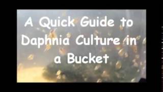 How to culture daphnia outside [upl. by Maghutte]