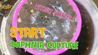 How to culture daphnia moina the easy way 1  Starting the Daphnia culture [upl. by Narok]