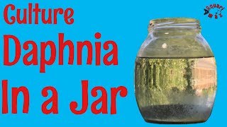 How to Culture Daphnia in a Jar [upl. by Eeniffar850]