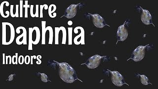 How to Culture Daphnia [upl. by Dominus]