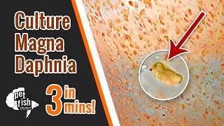 How to culture DAPHNIA MAGNA  The easy way [upl. by Eindys55]