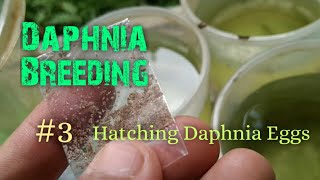 Daphnia Culture made simple and easy 3  Hatching Daphnia eggs [upl. by Filippo]