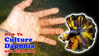 How to Culture Daphnia with ZERO Cost  Unlimited Live Food For Our Fish [upl. by Atihana]