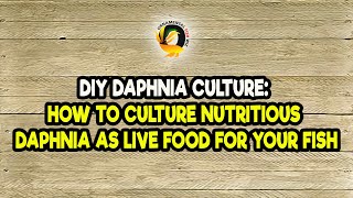 DIY Daphnia Culture How to Culture Nutritious Daphnia as Live Food for Your Fish [upl. by Anaerol100]