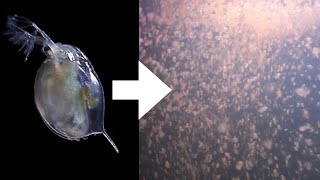 How I Culture Daphnia [upl. by Darren]