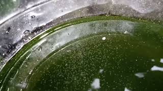 DAPHNIA MOINA CULTURE IN A SMALL BUCKET [upl. by Jurdi65]