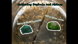 How To Culture Daphnia and Moinas using Green Water Spirulina powder [upl. by Annay742]