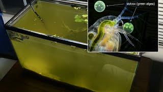 Raising Daphnia for the Freshwater Aquarium [upl. by Enilehcim]