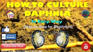 HOW TO CULTURE DAPHNIA In Easy Way [upl. by Hannan]